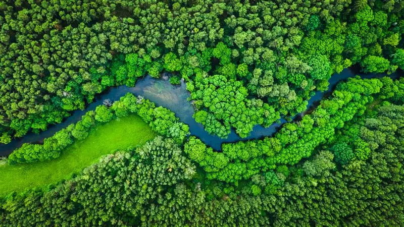 Paisagem florestal verde, símbolo das áreas da sustentabilidade e ESG na KiK