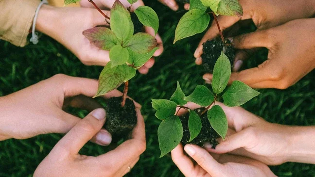 Mãos a plantar pequenas mudas verdes na natureza, como exemplo do compromisso da KiK com a proteção do ambiente